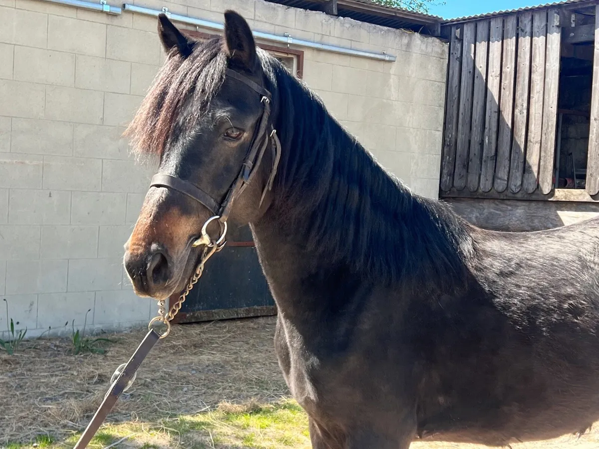 138cm 5 Year Old Gelding - Image 4
