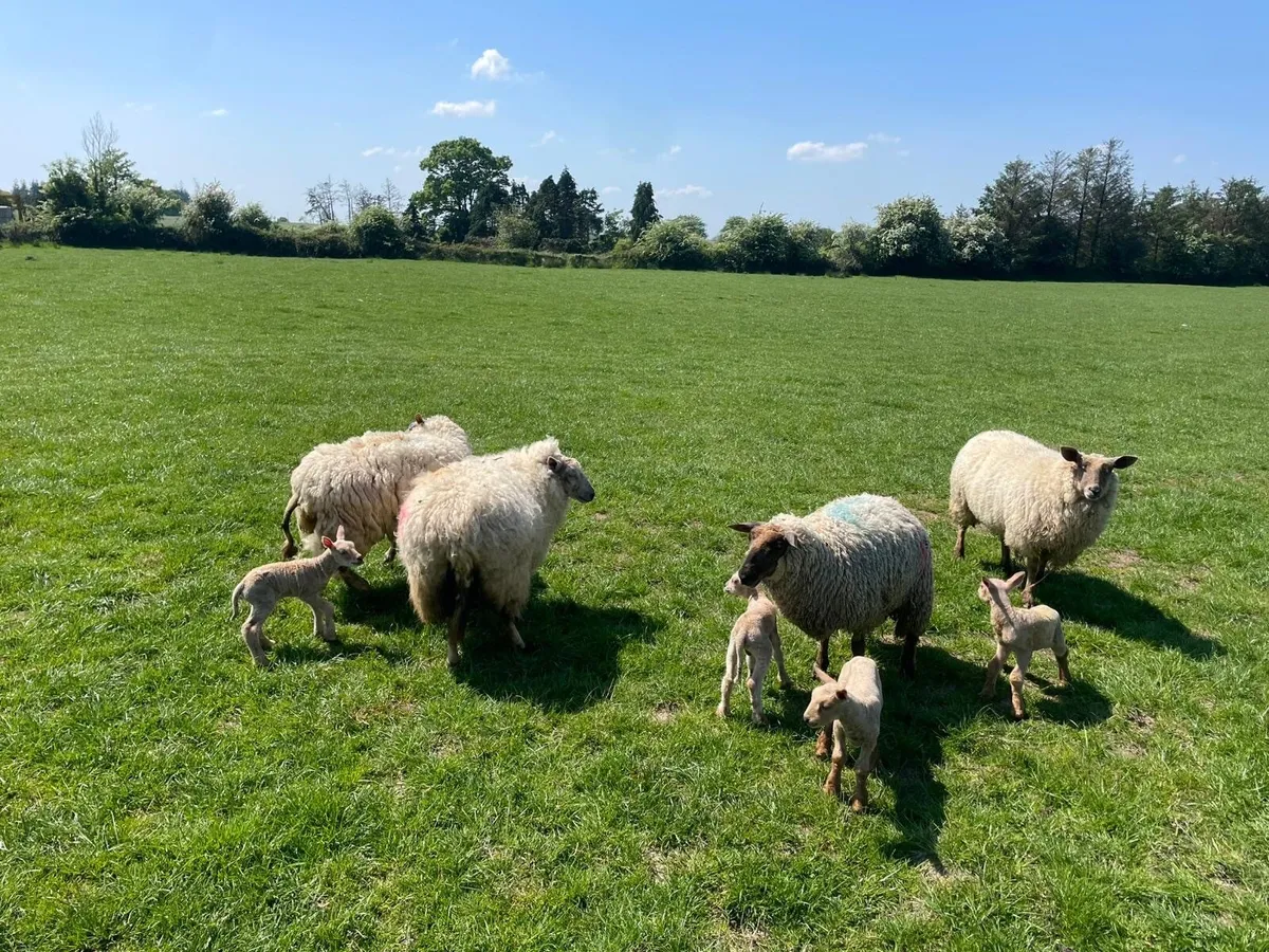 Ewes with lambs - Image 2