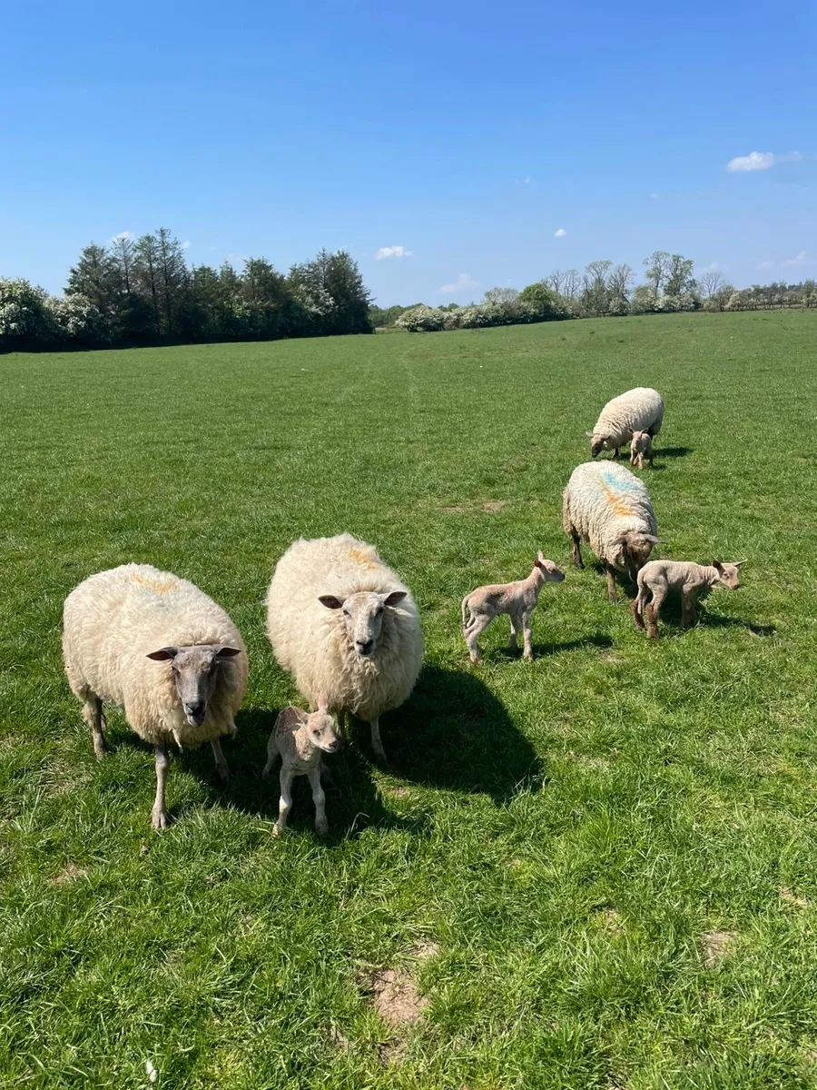 Ewes with lambs - Image 1