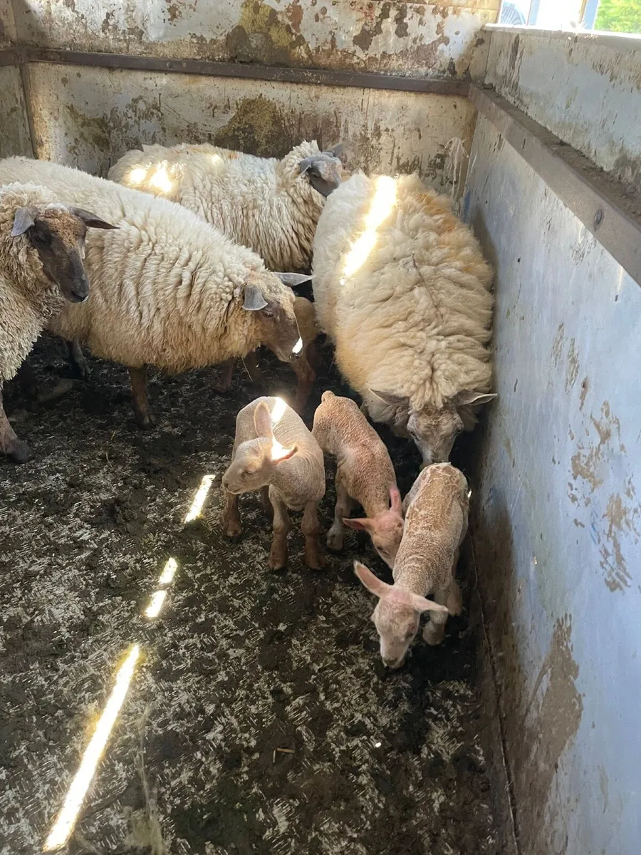 Ewes with lambs - Image 3
