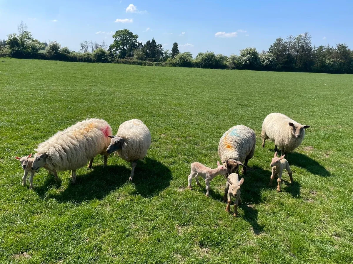Ewes with lambs - Image 4