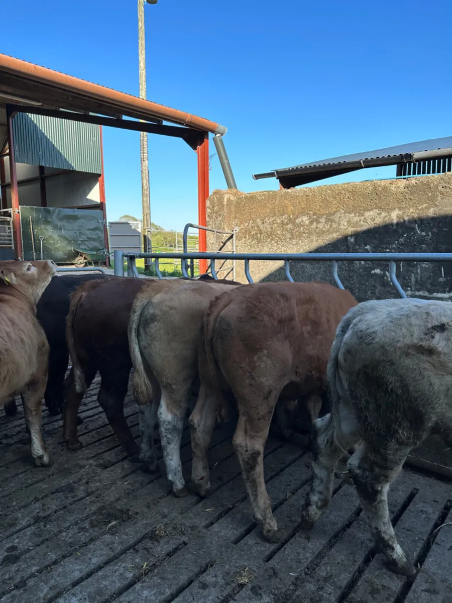 Lim bullocks - Image 2