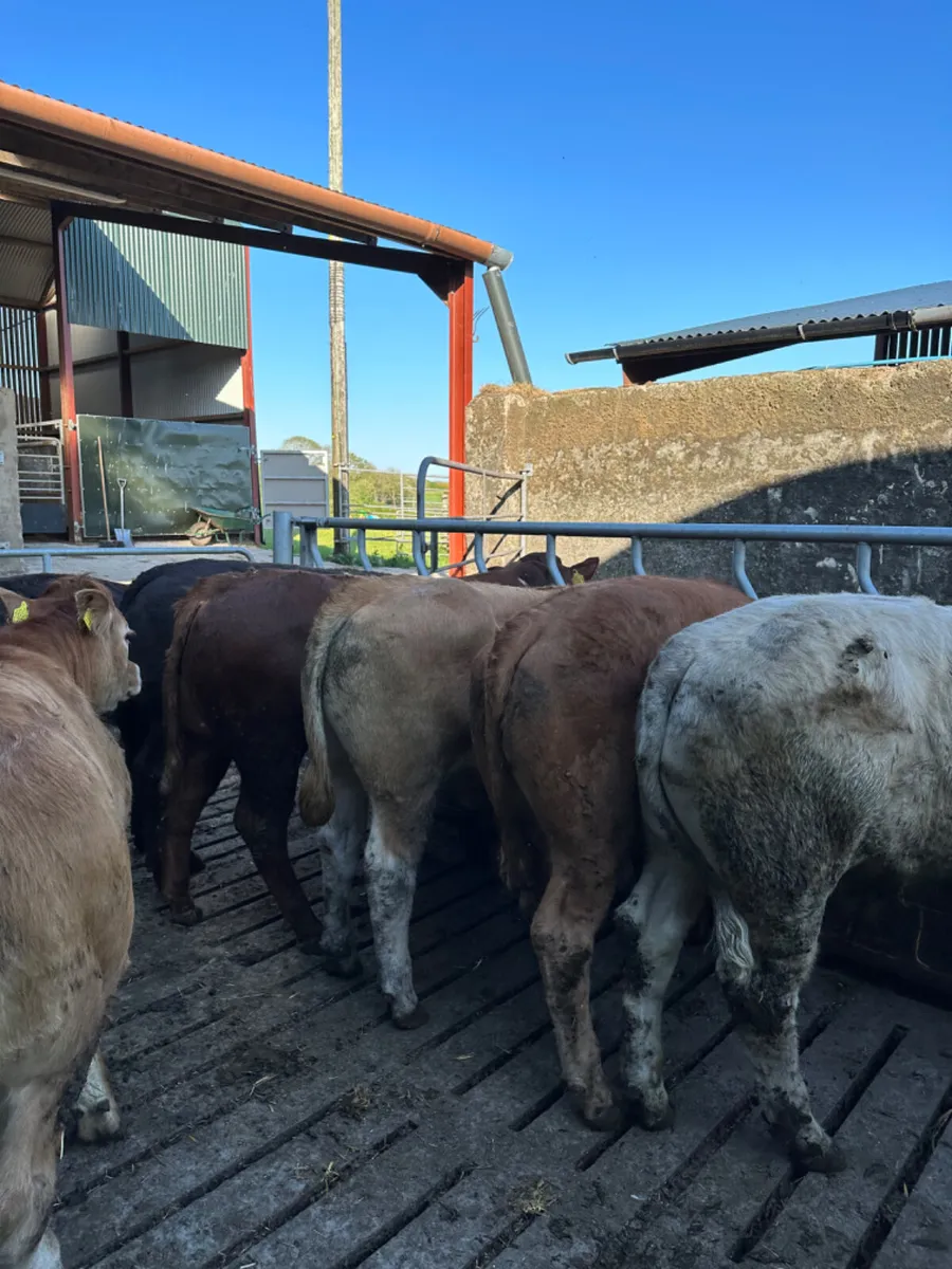 Lim bullocks - Image 1