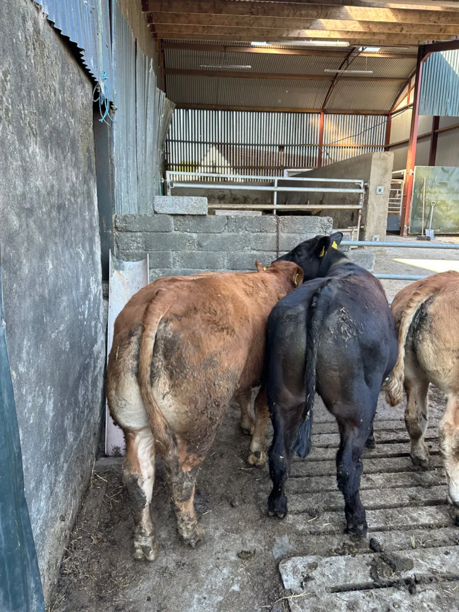 Lim bullocks - Image 3