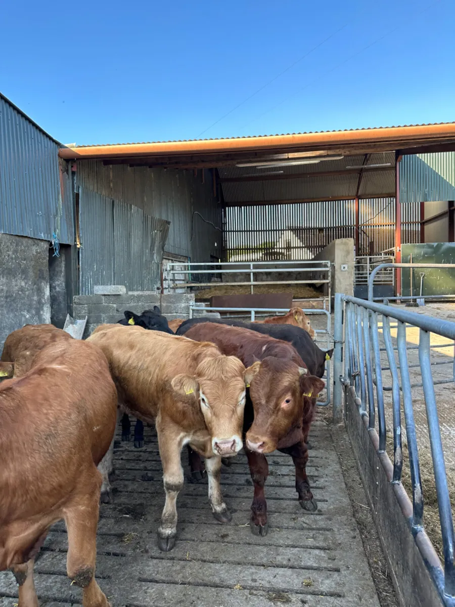 Lim bullocks - Image 4