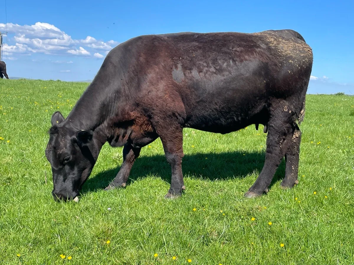 PB Angus pair - Image 1