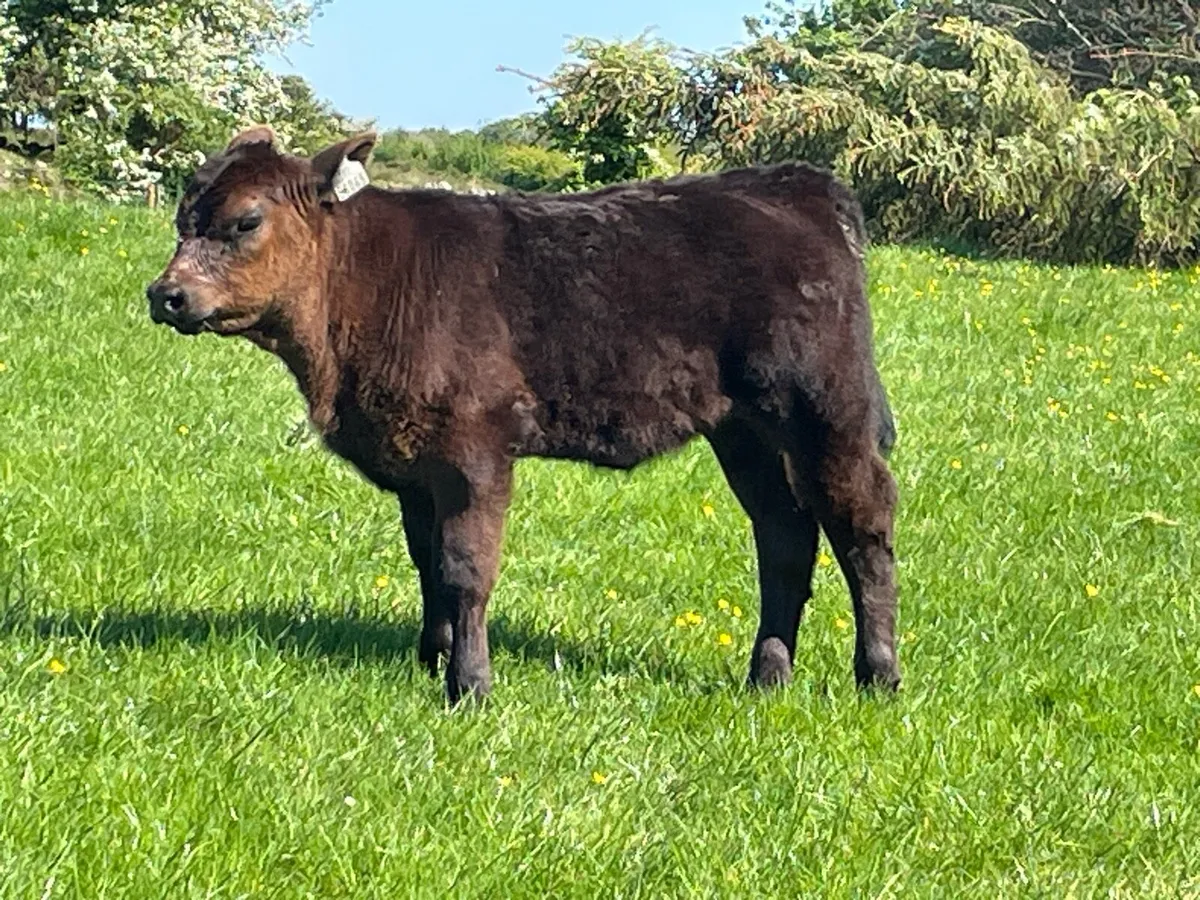 PB Angus pair - Image 2