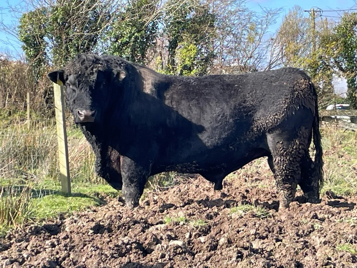 PB Angus pair - Image 3