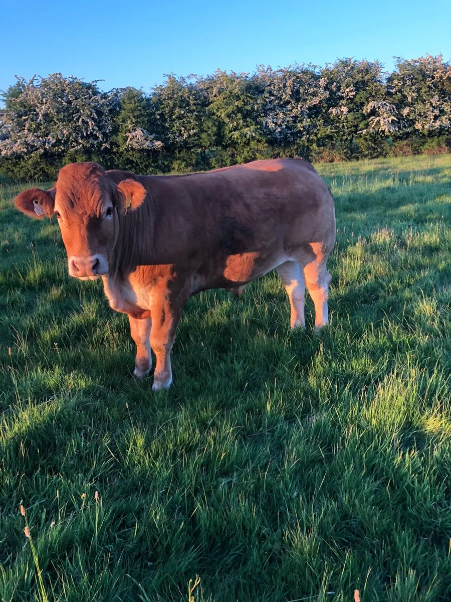 7 outstanding bullocks - Image 2