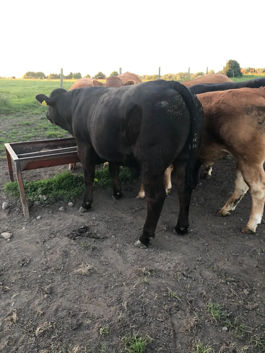 7 outstanding bullocks - Image 3