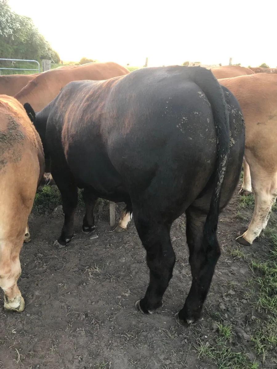 7 outstanding bullocks - Image 4