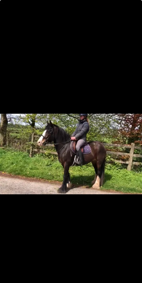 2 very quiet 6yo cobs - Image 1