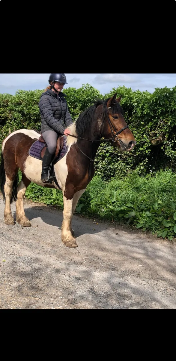 2 very quiet 6yo cobs - Image 2