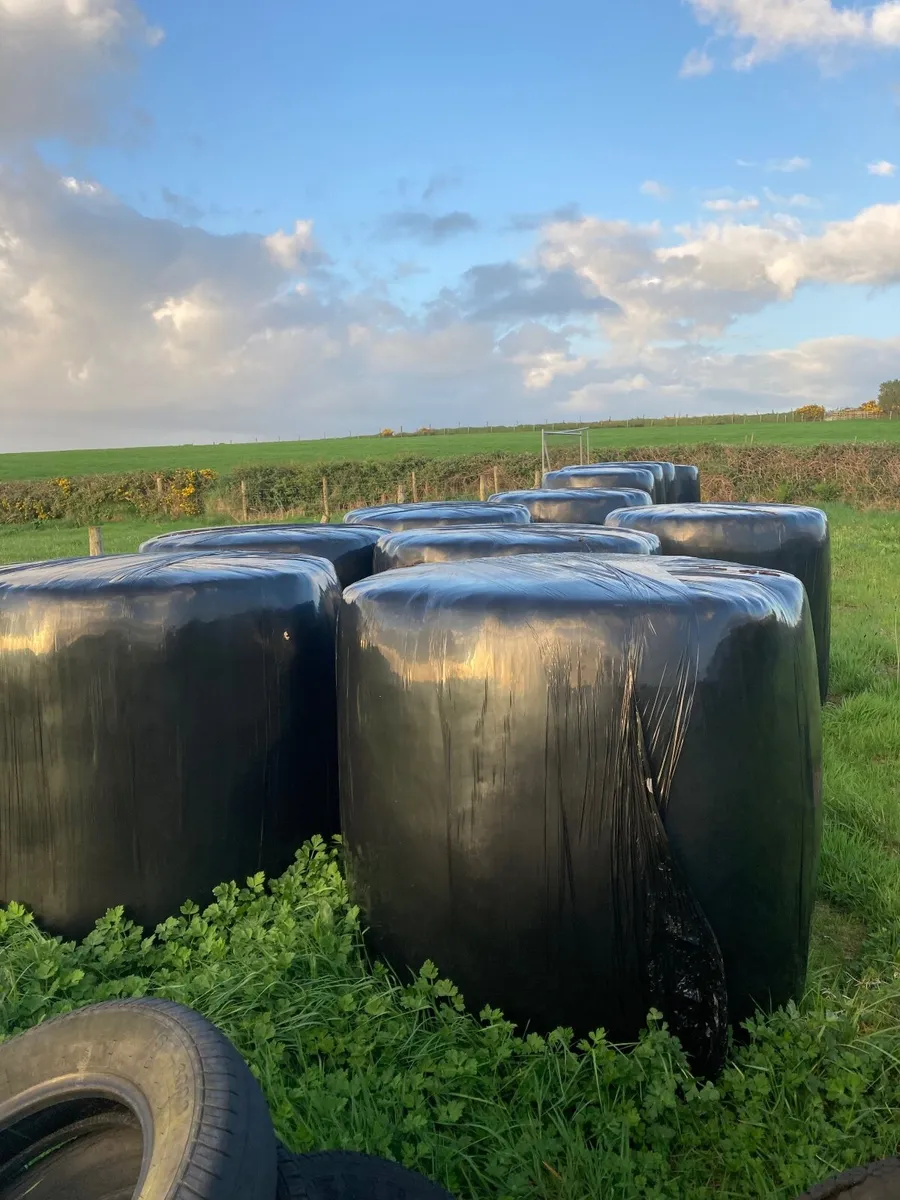 Haylage / hay bales - Image 1