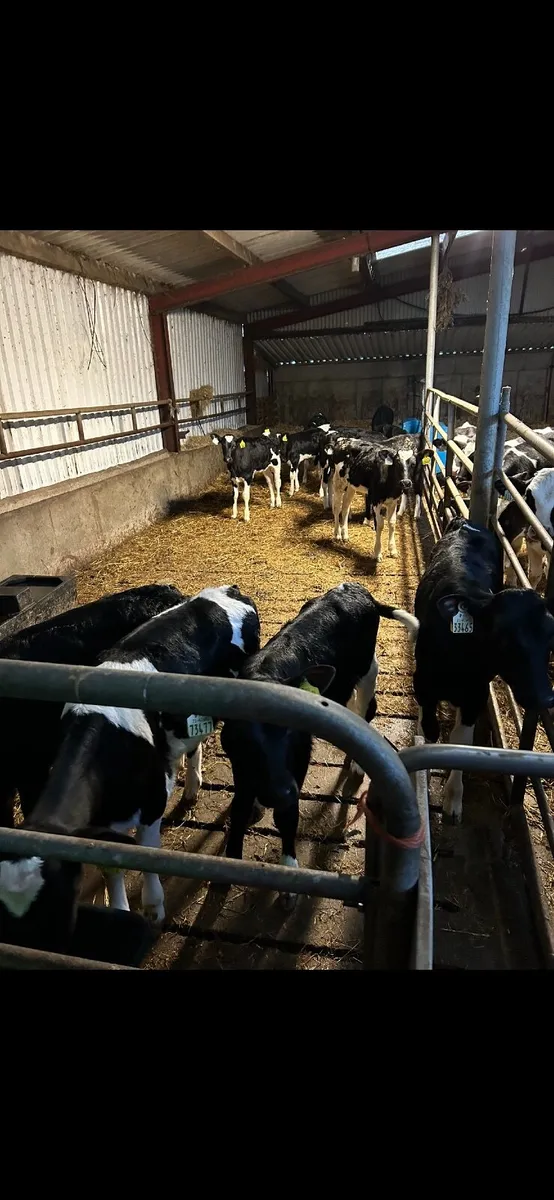 Pedigree Friesian Calves - Image 1
