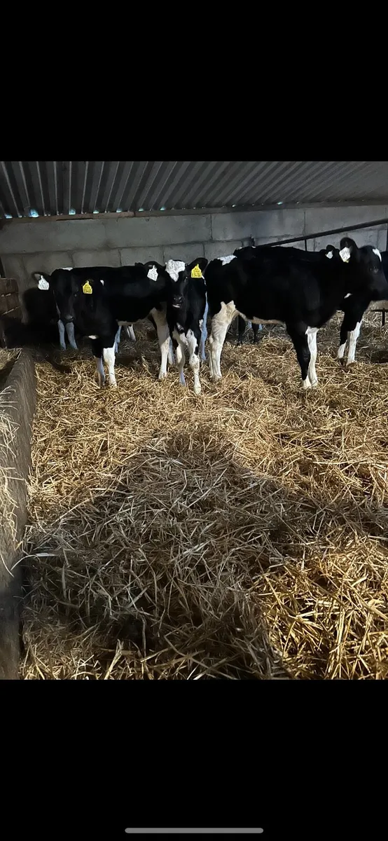 Pedigree Friesian Calves - Image 2