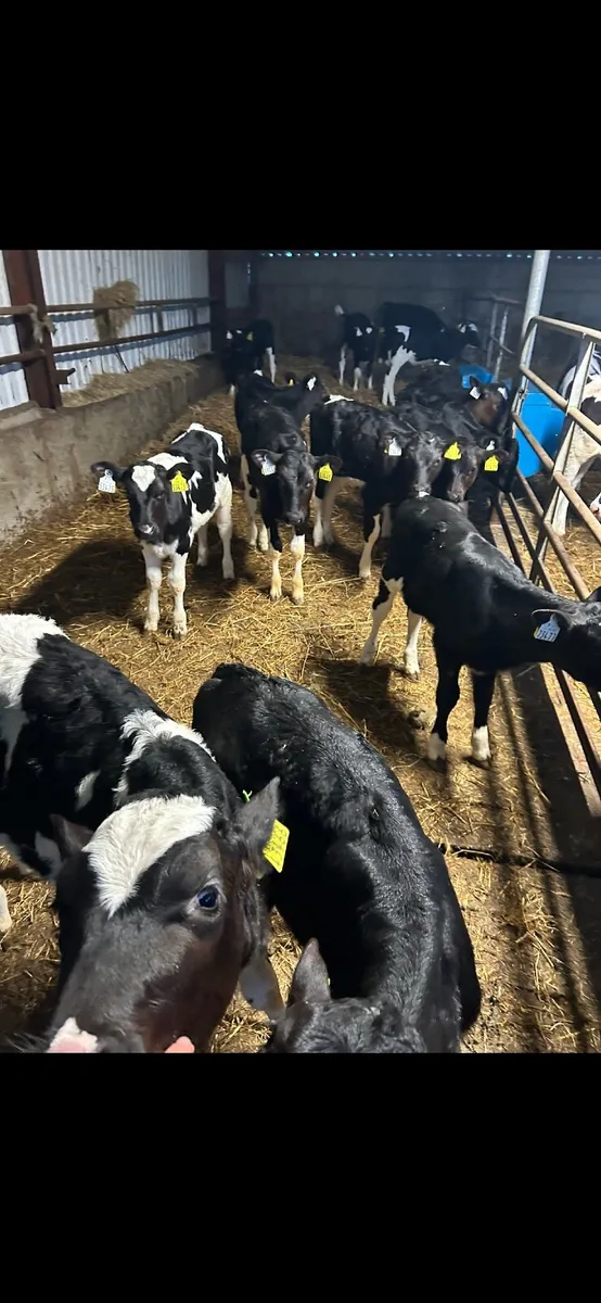 Pedigree Friesian Calves - Image 3