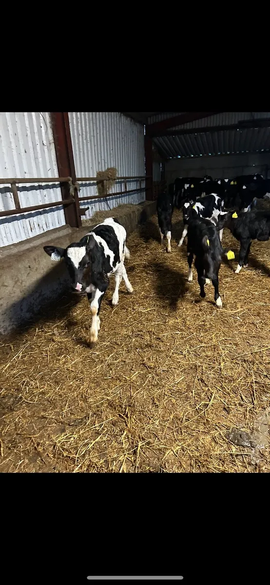 Pedigree Friesian Calves - Image 4