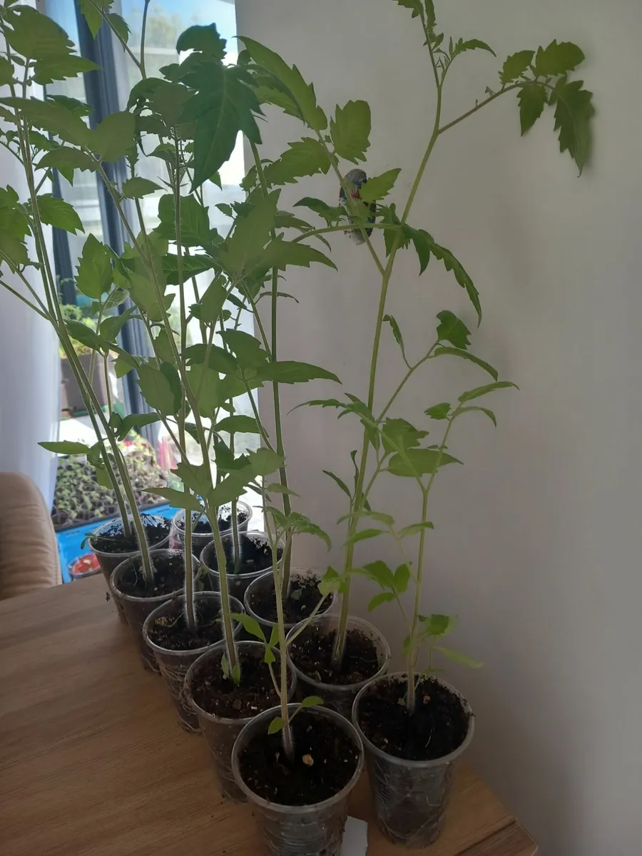 Plants - Image 1
