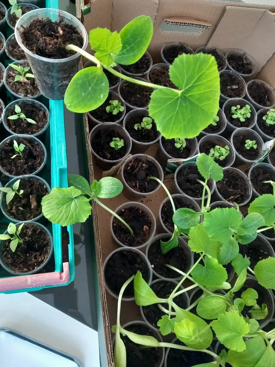 Plants - Image 2