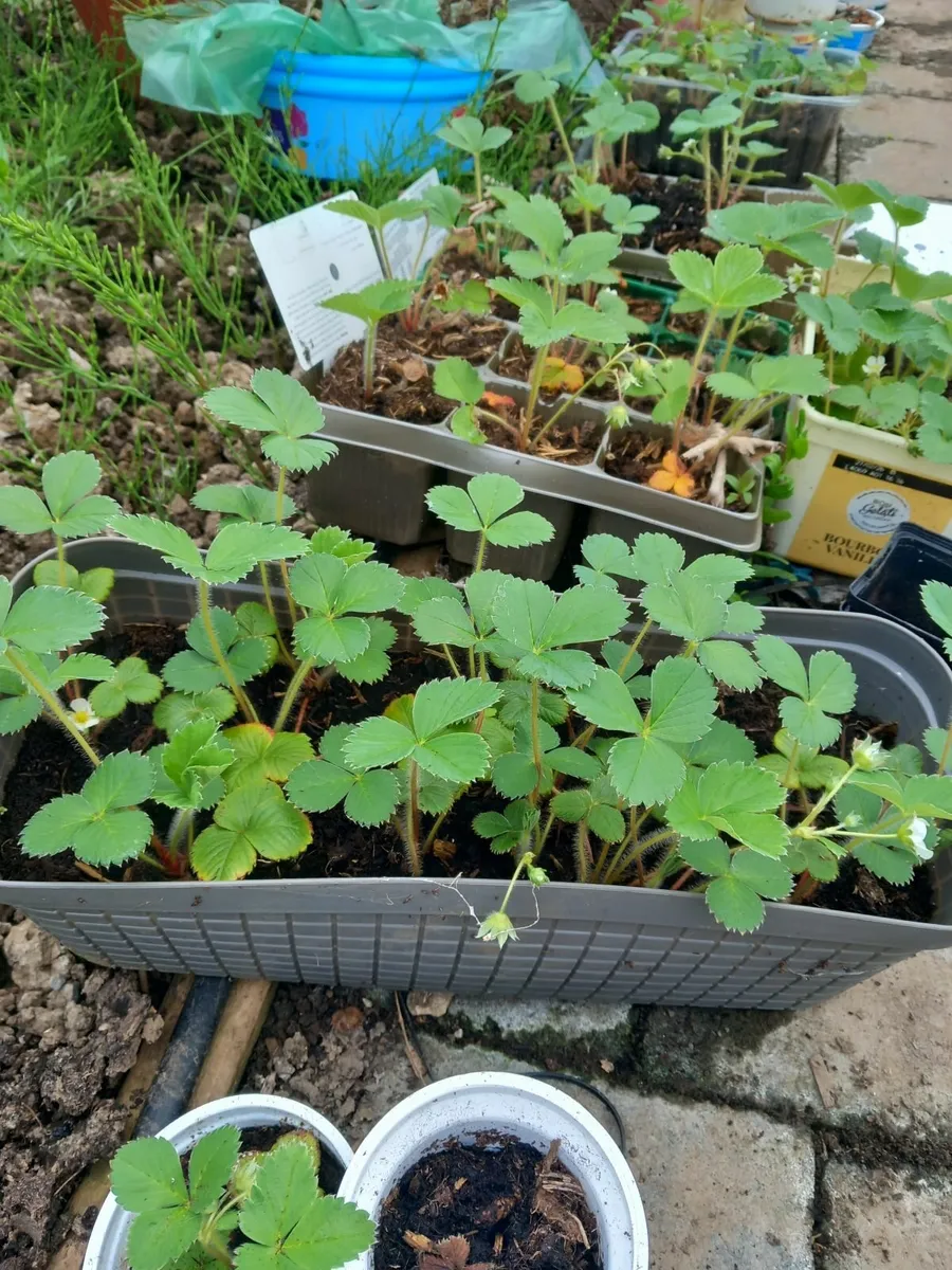 Plants - Image 3