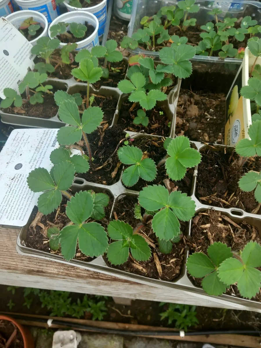 Plants - Image 4