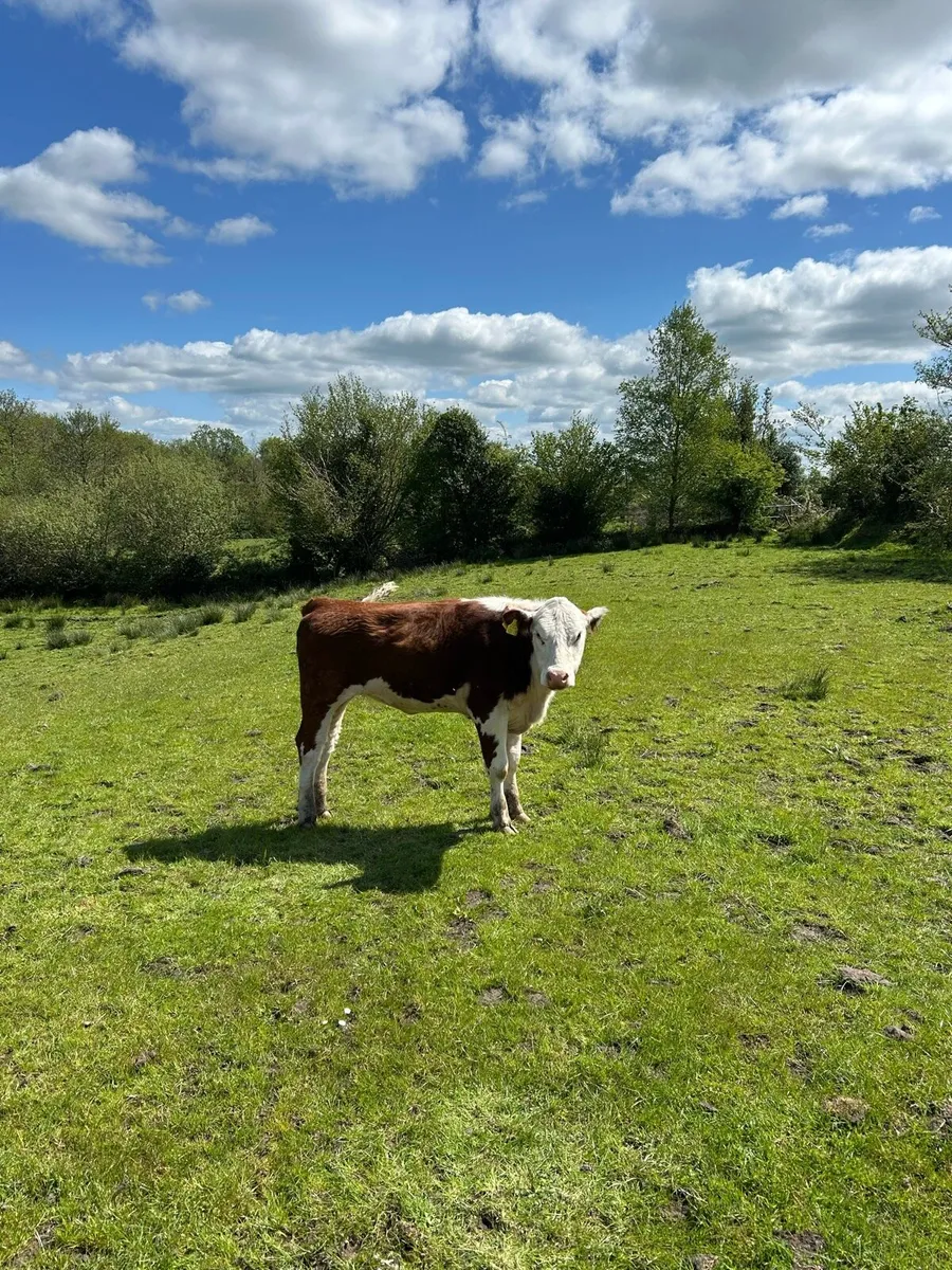 PBNR Hereford Heifer - Image 2