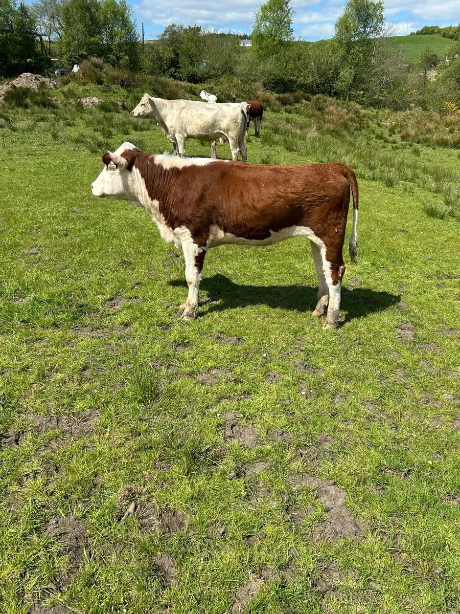 PBNR Hereford Heifer - Image 1