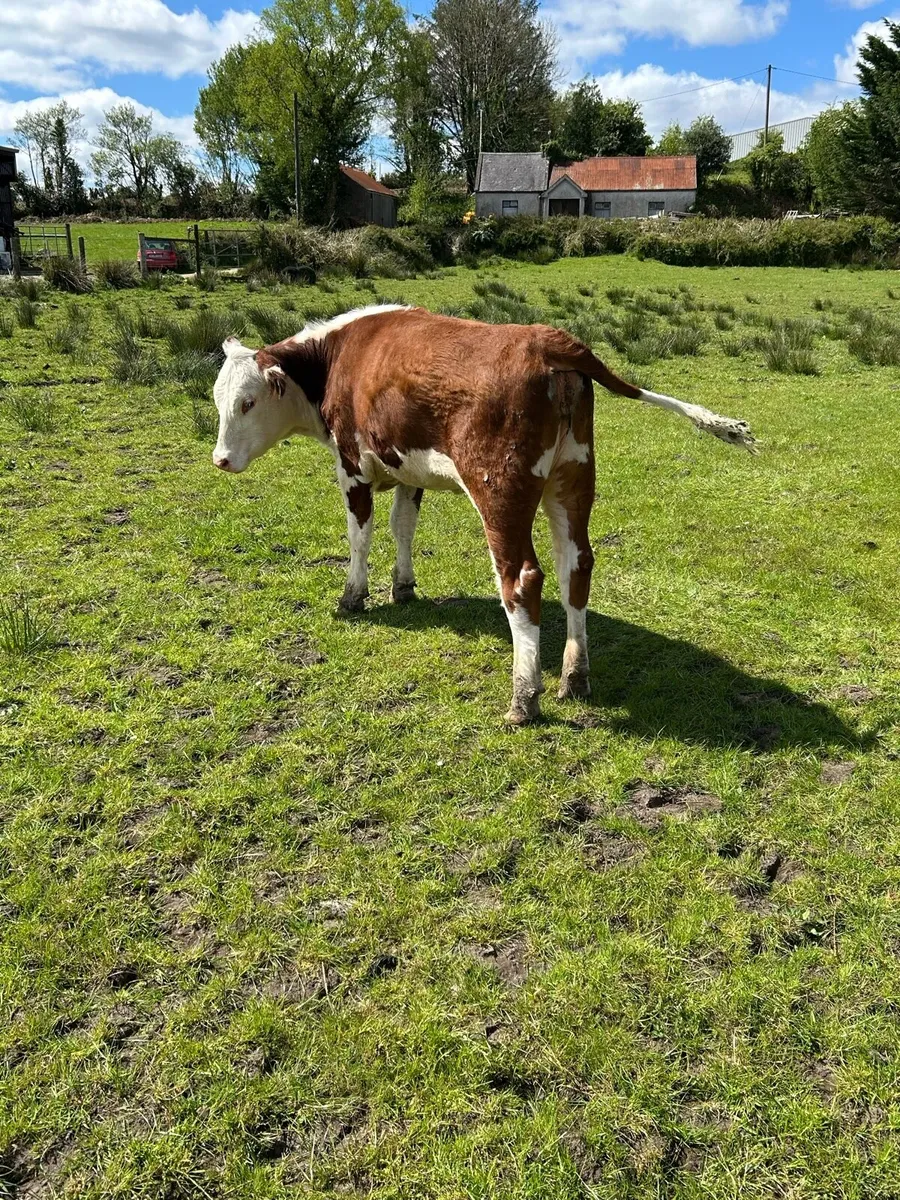 PBNR Hereford Heifer - Image 3