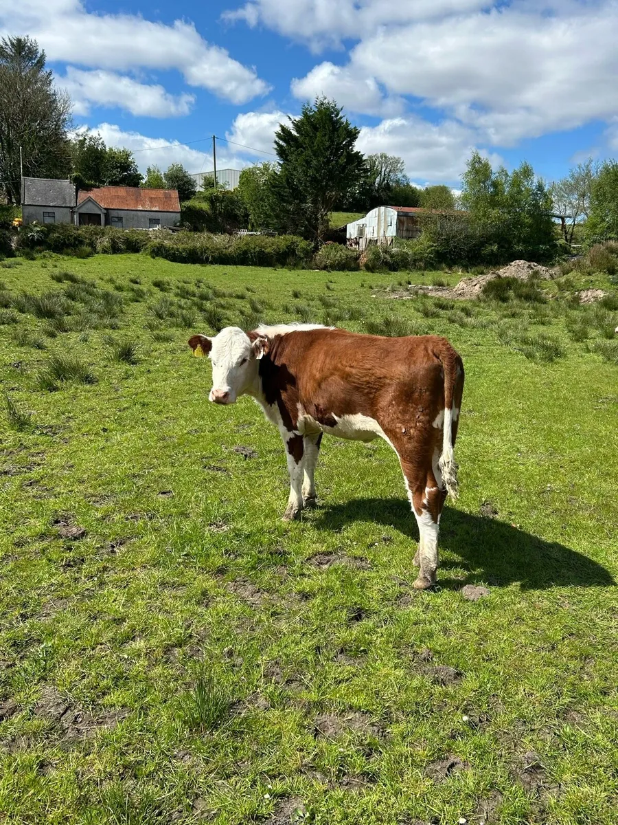 PBNR Hereford Heifer - Image 4