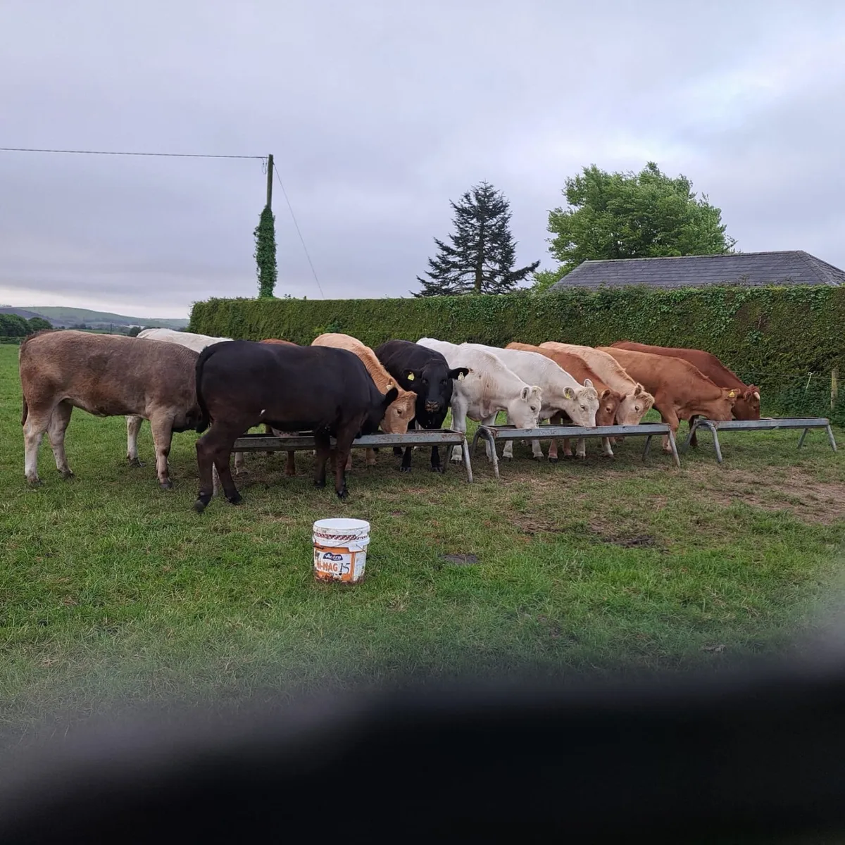******CONTINENTAL HEIFERS FOR SALE***** - Image 1