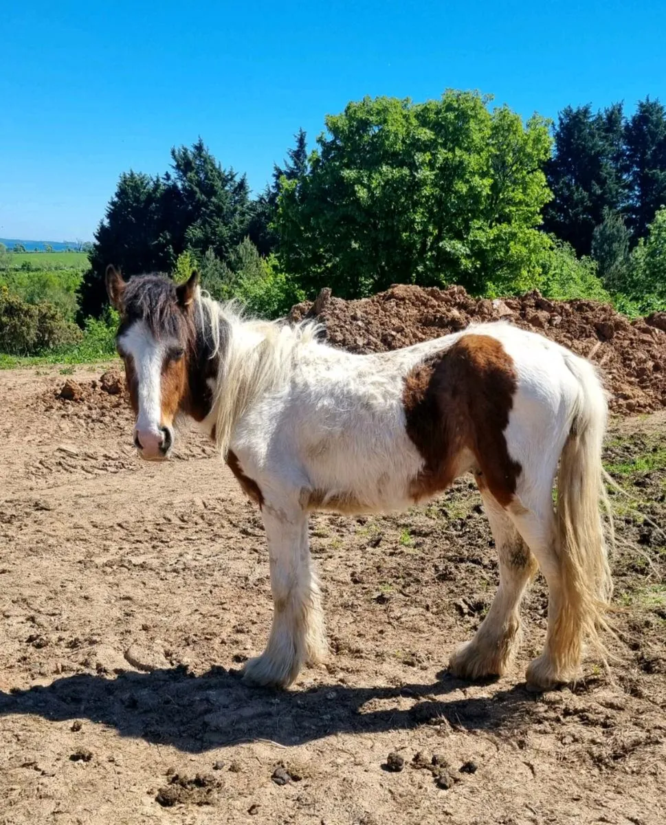 Yearling cob colt