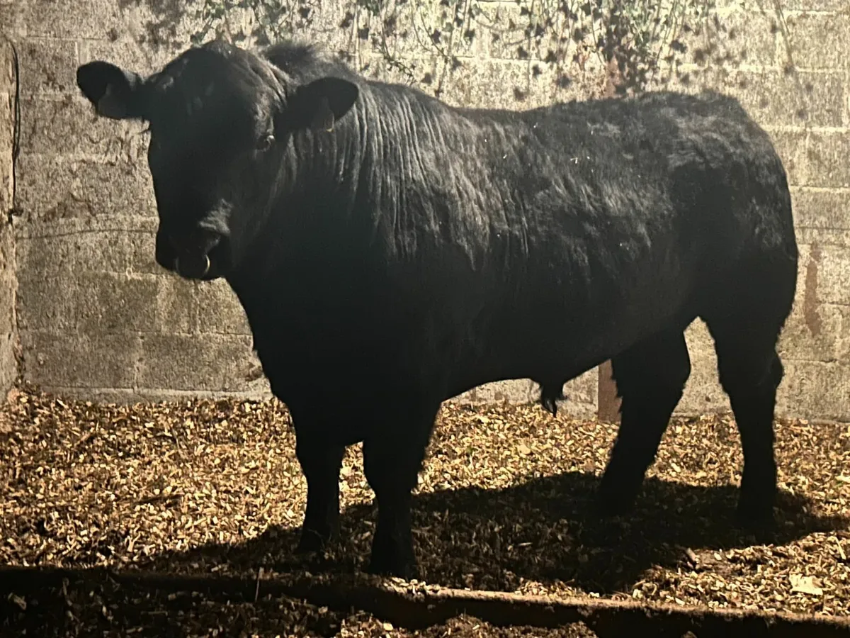Angus Bull - Image 1