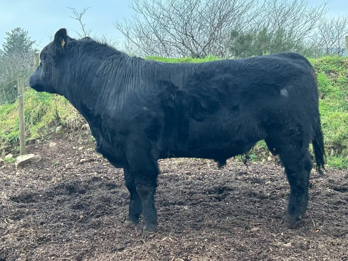Angus Bull - Image 2