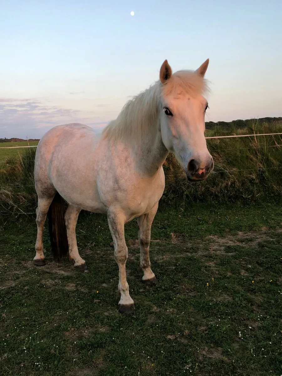 Connemara Pony 3 year old by Glencarrig Knight