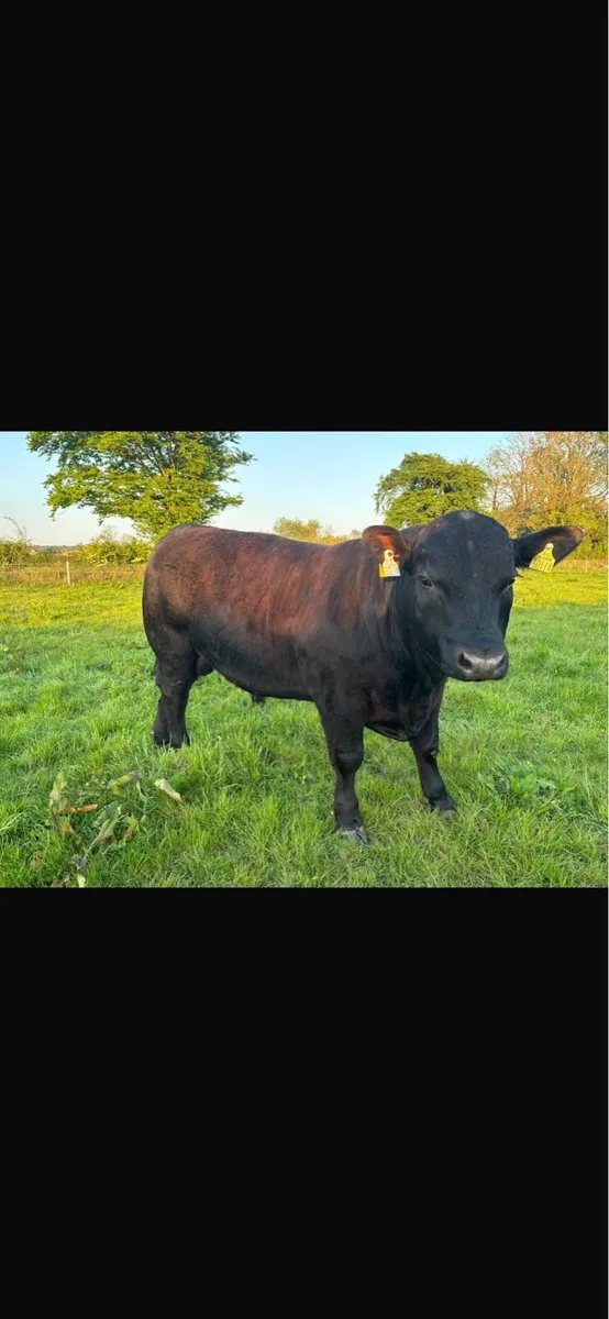 ABERDEEN ANGUS BULL FOR SALE - Image 1