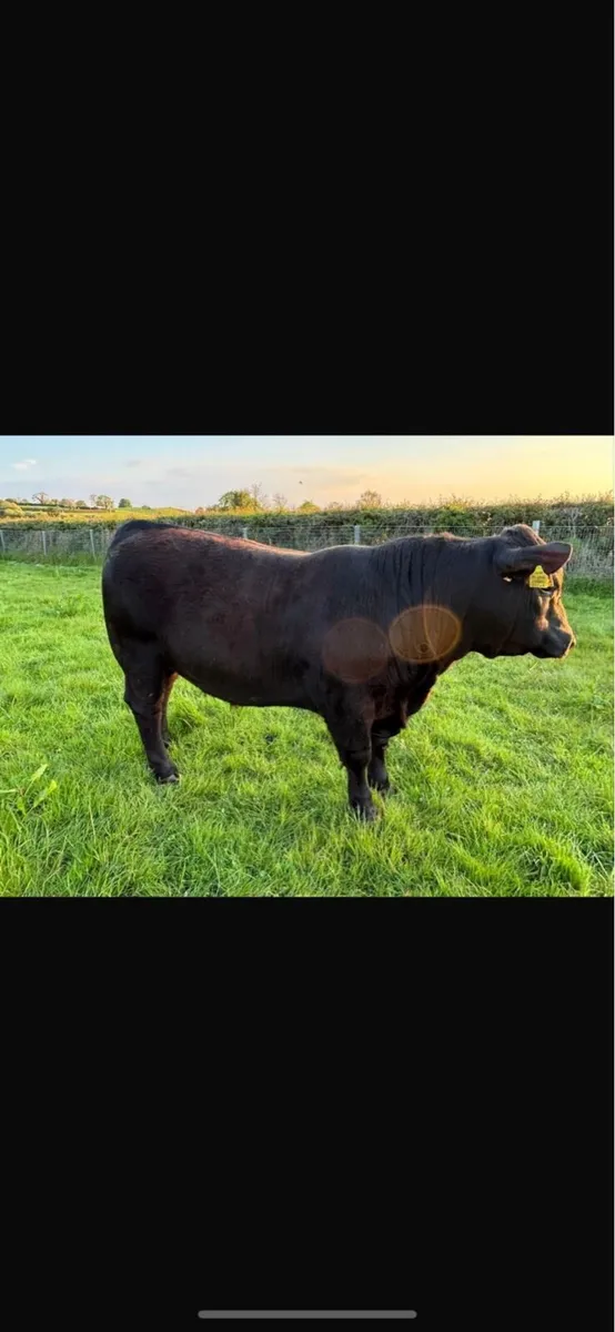 ABERDEEN ANGUS BULL FOR SALE - Image 2