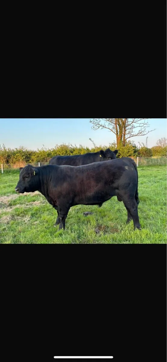 ABERDEEN ANGUS BULL FOR SALE - Image 3