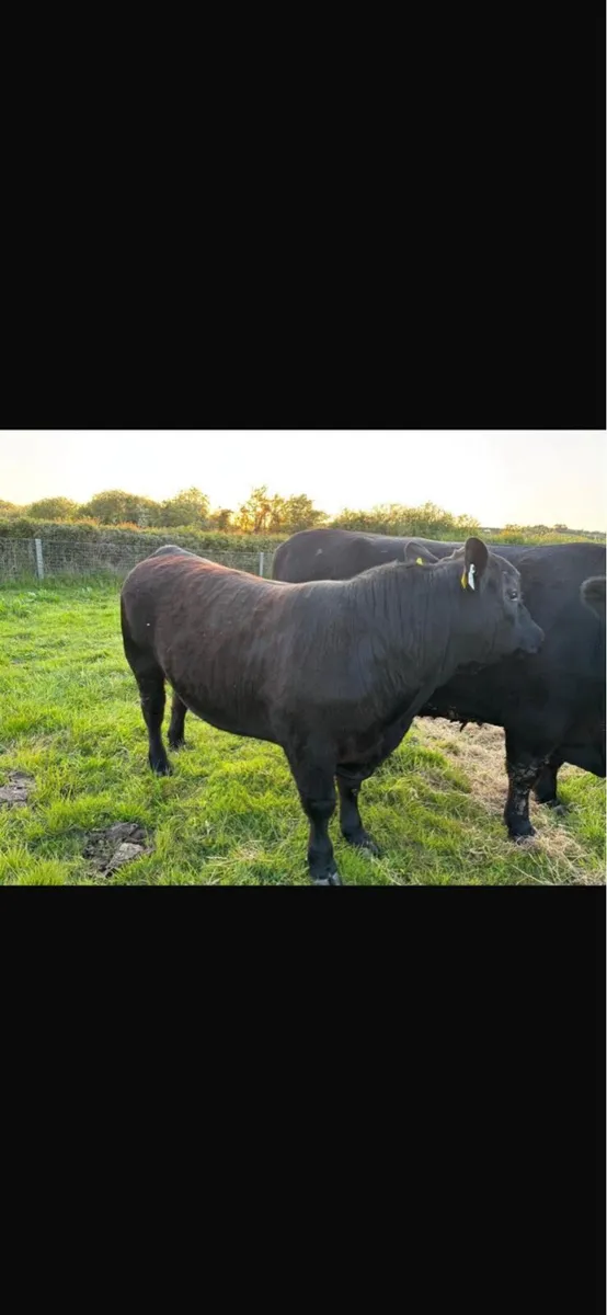 ABERDEEN ANGUS BULL FOR SALE - Image 4