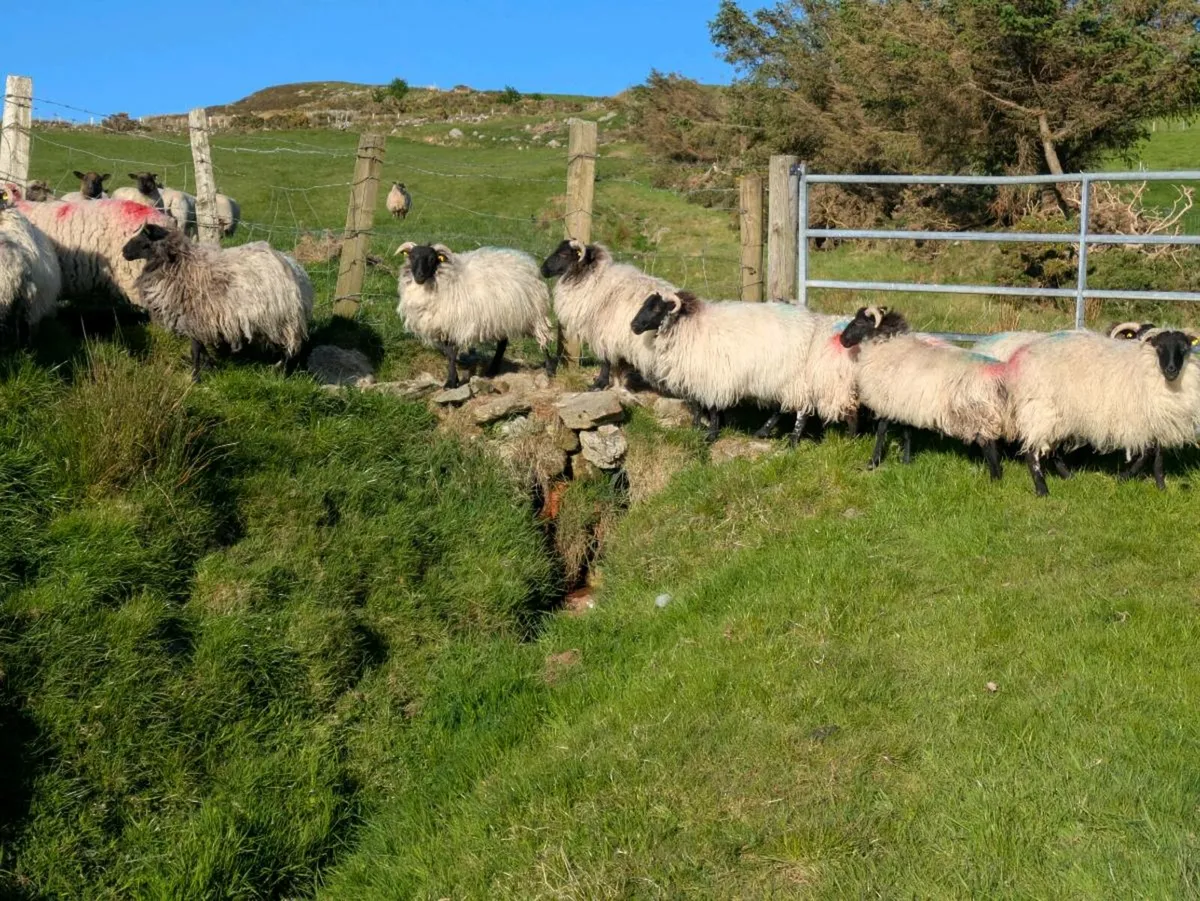 Mountain Ewe Hoggets - Image 1