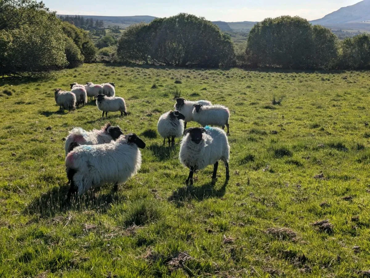 Mountain Ewe Hoggets - Image 2