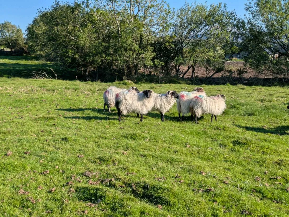 Mountain Ewe Hoggets - Image 3
