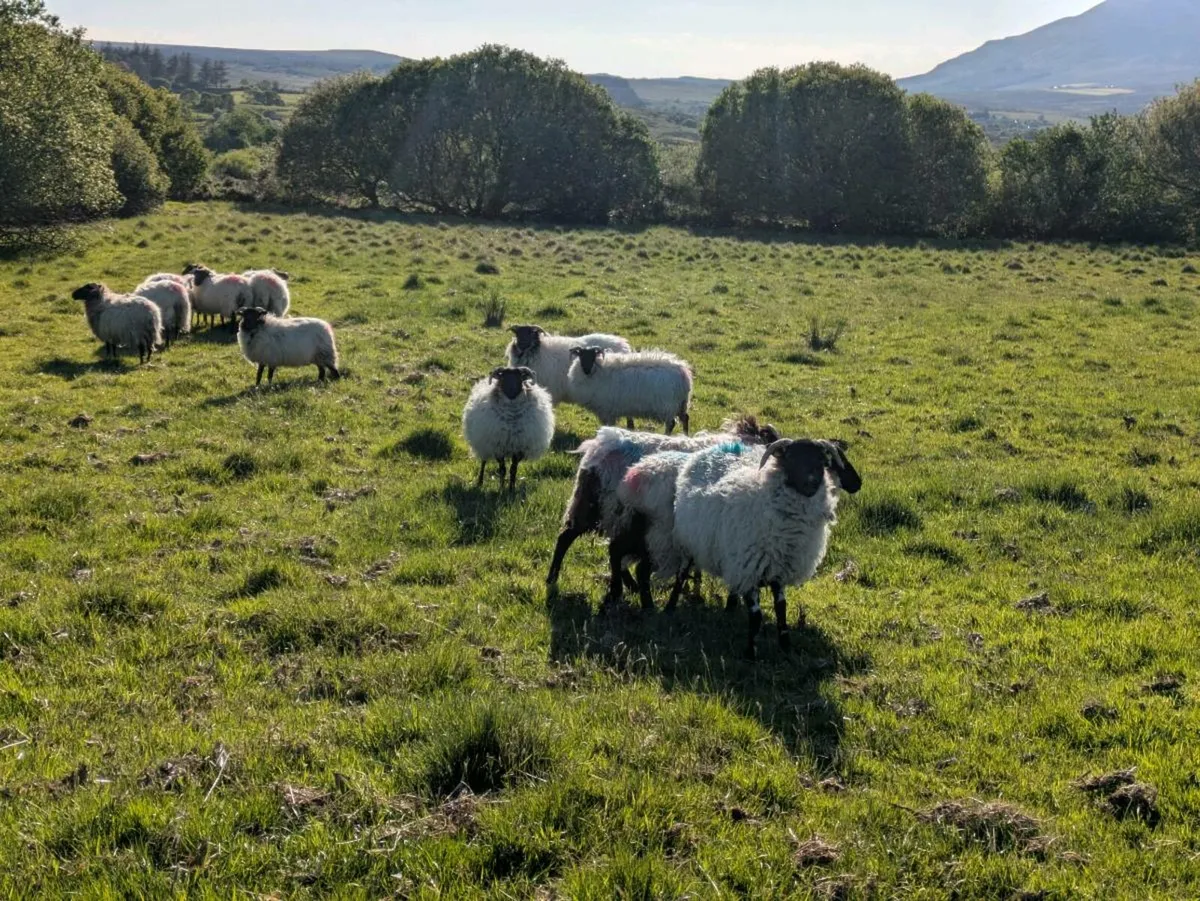 Mountain Ewe Hoggets - Image 4