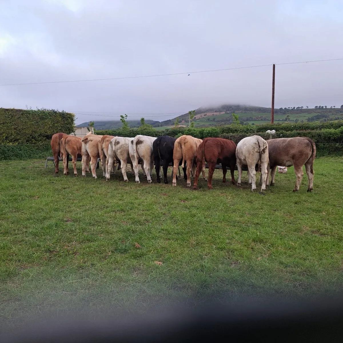 ******CONTINENTAL HEIFERS FOR SALE***** - Image 2