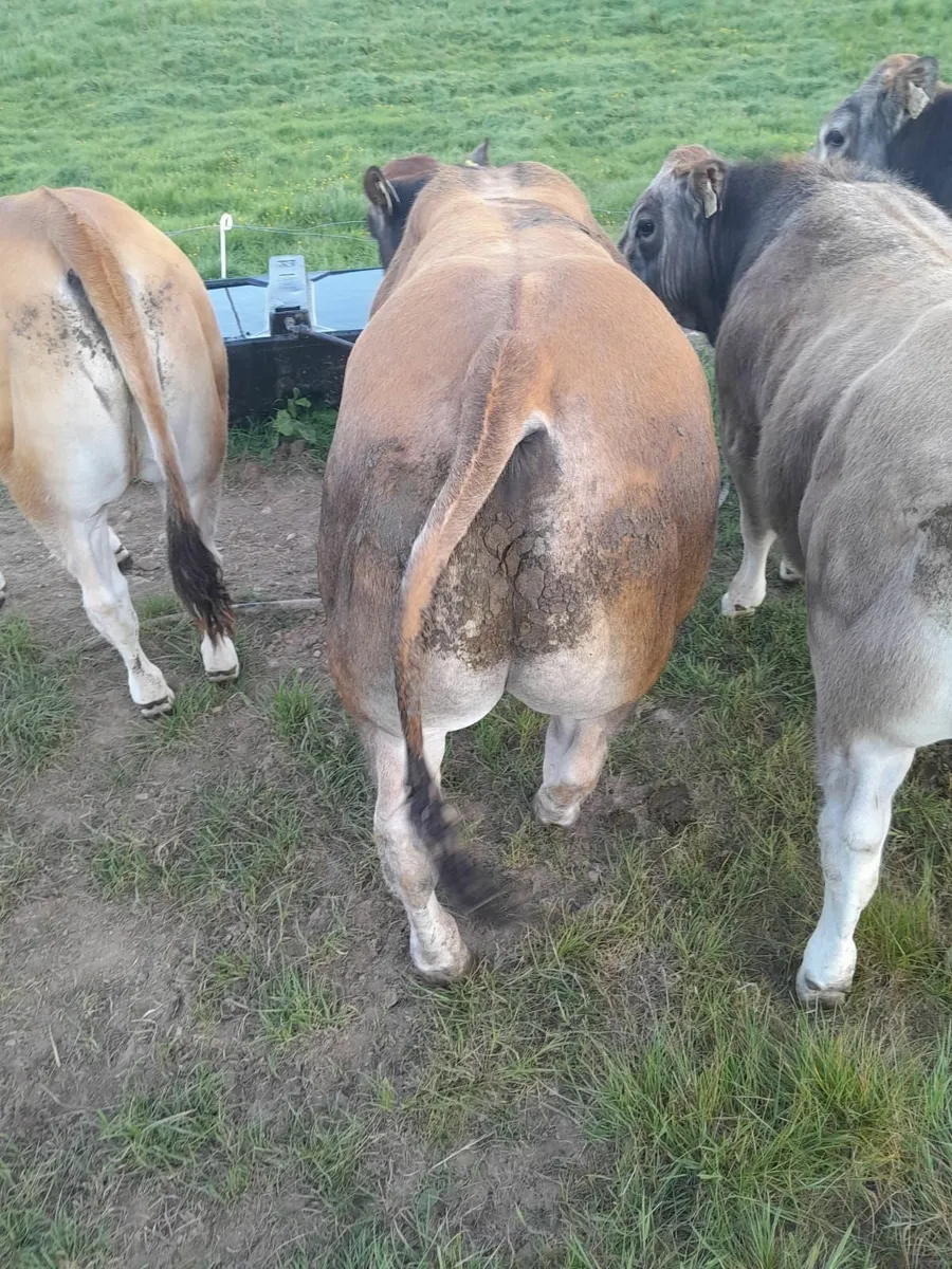 Parthenaise Bulls - Image 1
