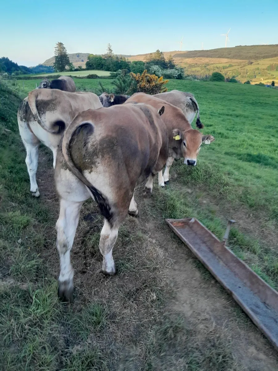 Parthenaise Bulls - Image 2