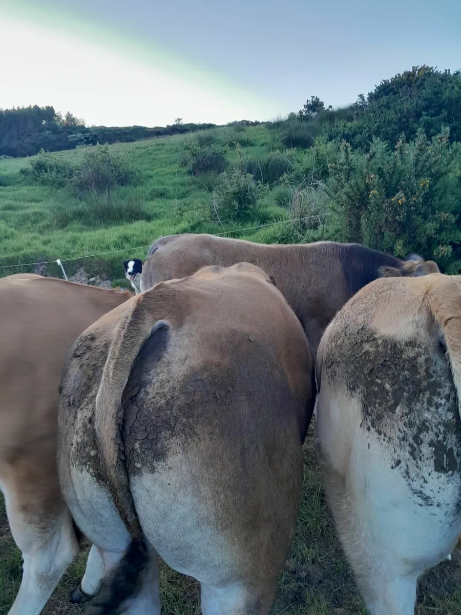 Parthenaise Bulls - Image 3