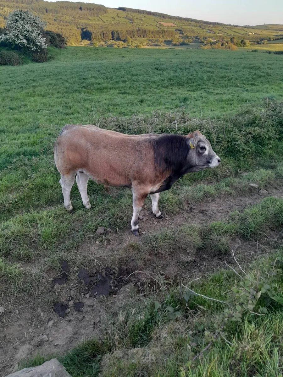 Parthenaise Bulls - Image 4