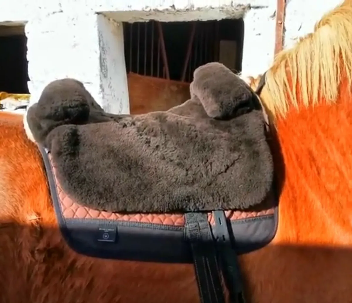 CL Iberica Plus Bareback Pad Brown - Image 1