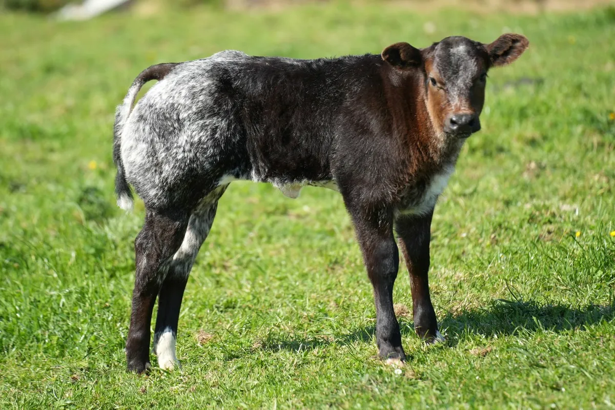⭐️ Blonde x Cow & Show Heifer Calf⭐ - Image 2